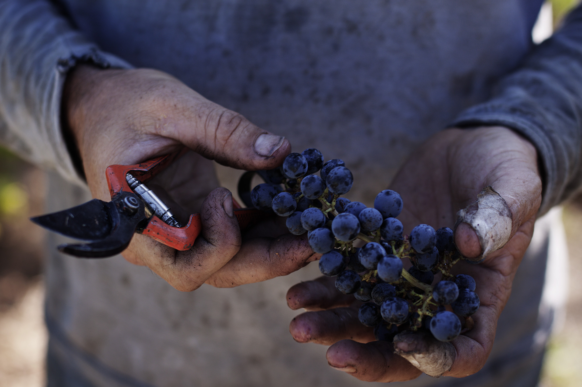 El Celler Pardas està a la mateixa finca a on es troba la casa rural Can Comas