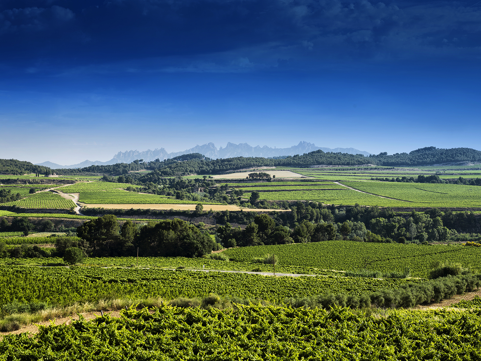 Vista panoràmica del Penedès amb vinyes, bosc i Montserra de fons.