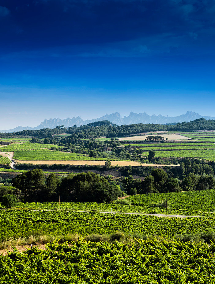 Vista panorà mica del Penedès amb vinyes, bosc i Montserra de fons.