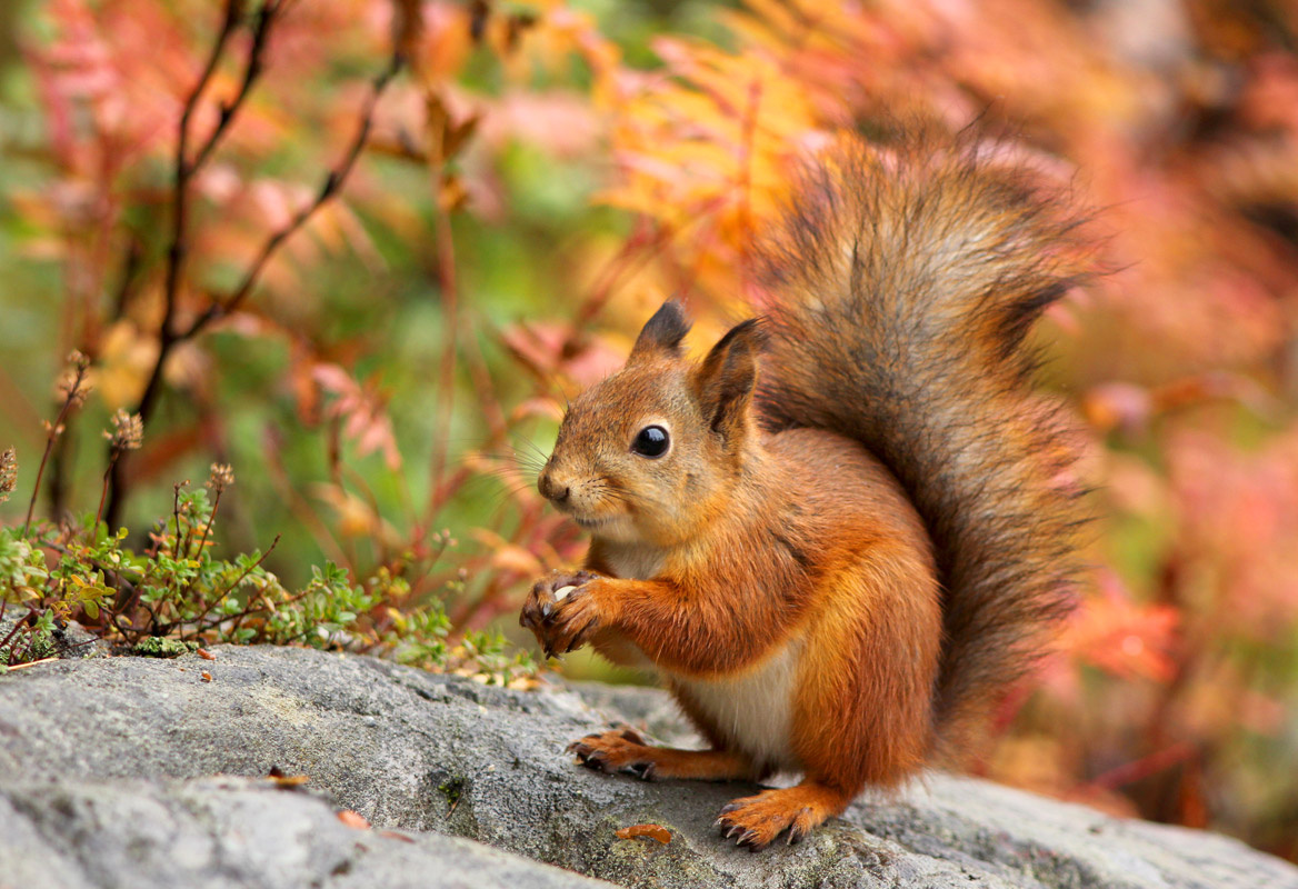 Scottish Wildlife Series — Red Squirrel Video