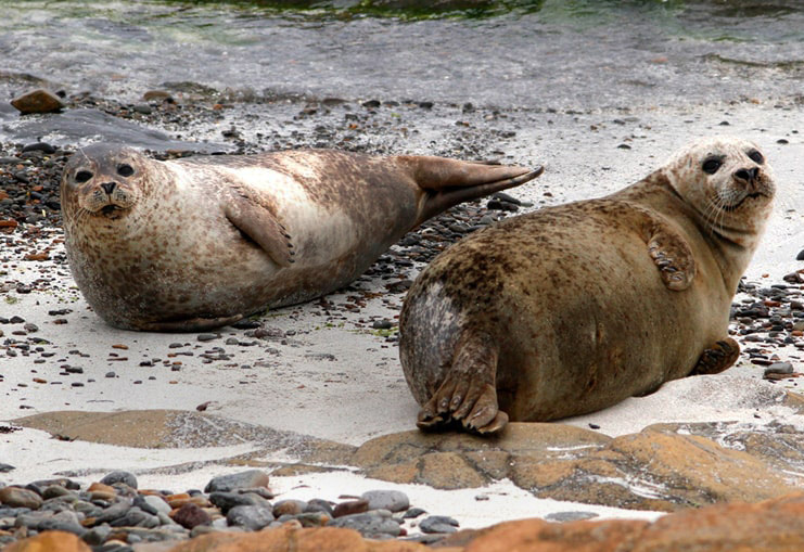 Scottish Wildlife Series — Common Seals