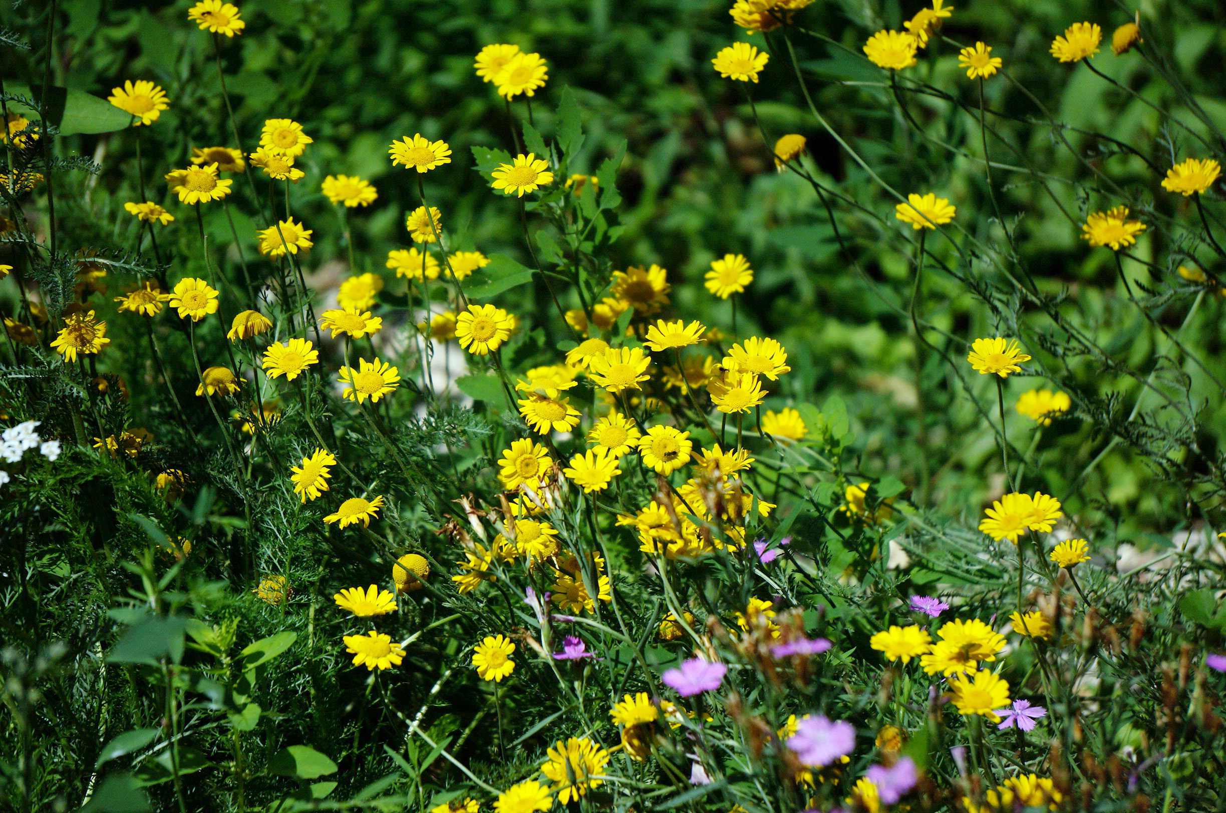 Проект "Заповедный луг" и другие городские "природные мини-сады" IN/EX ...