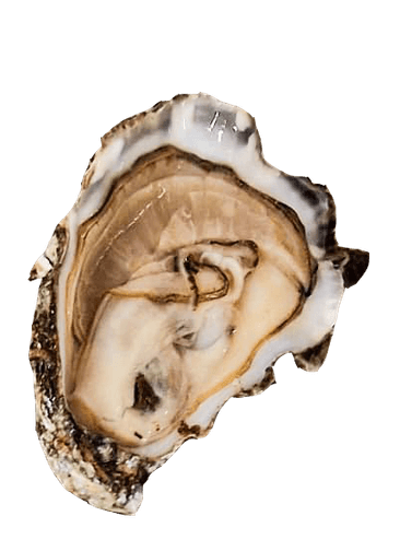 The Oysterman Events