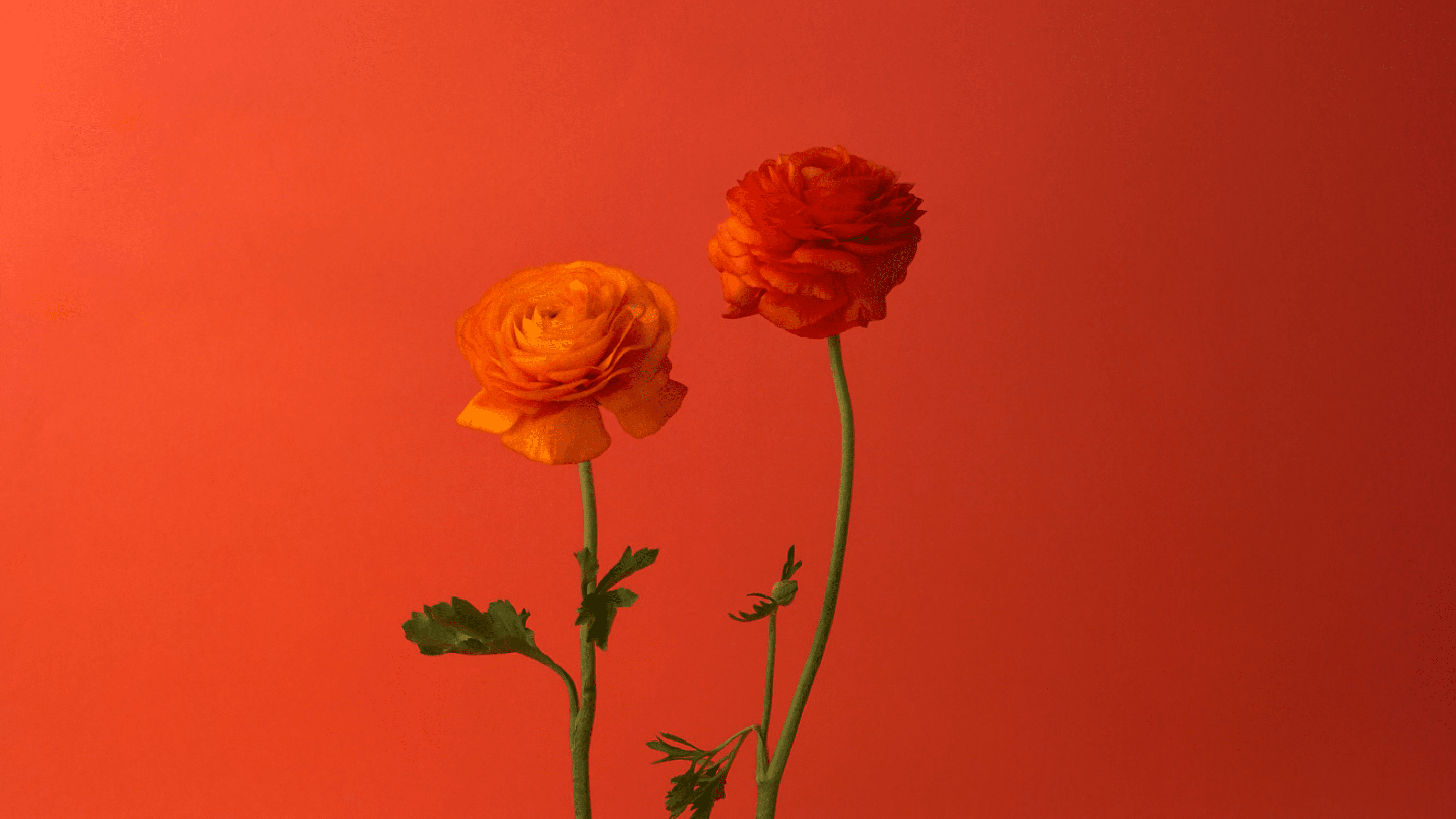 Colors Combinations — Tall Poppy