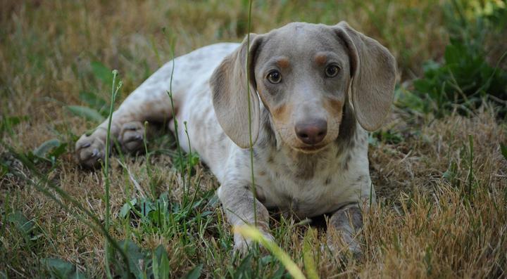 Longdox 2024 miniature dachshunds