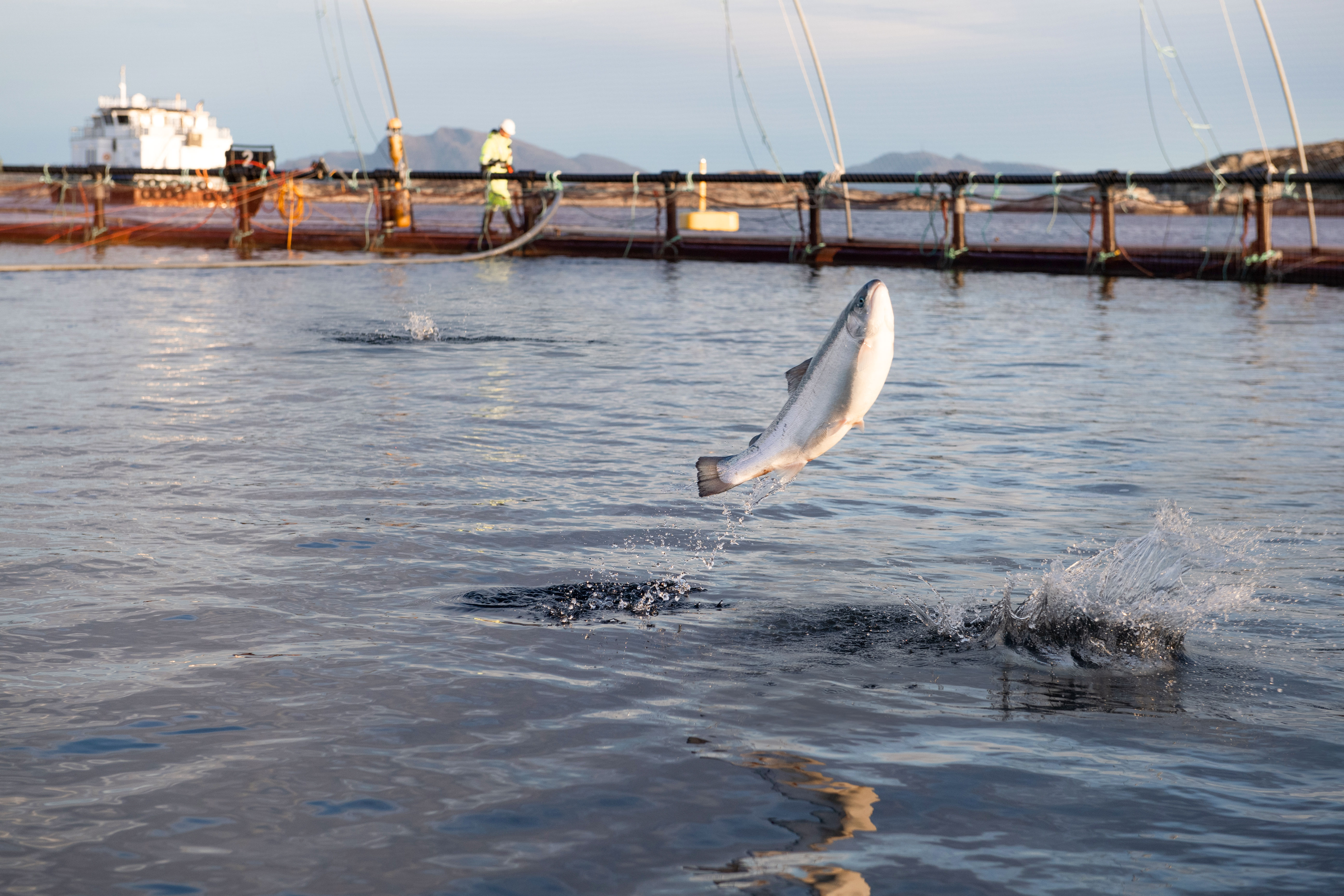Firda Fjord Trout - Quality