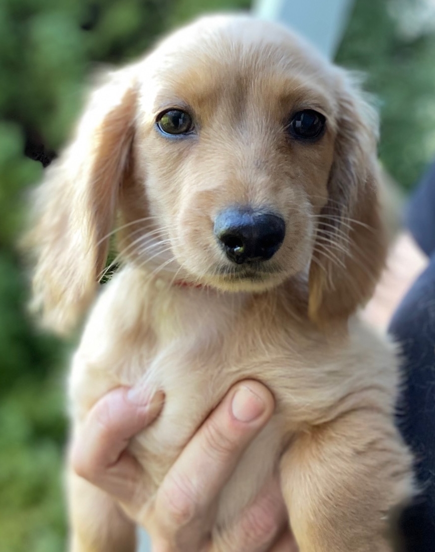 White long haired outlet dachshund for sale