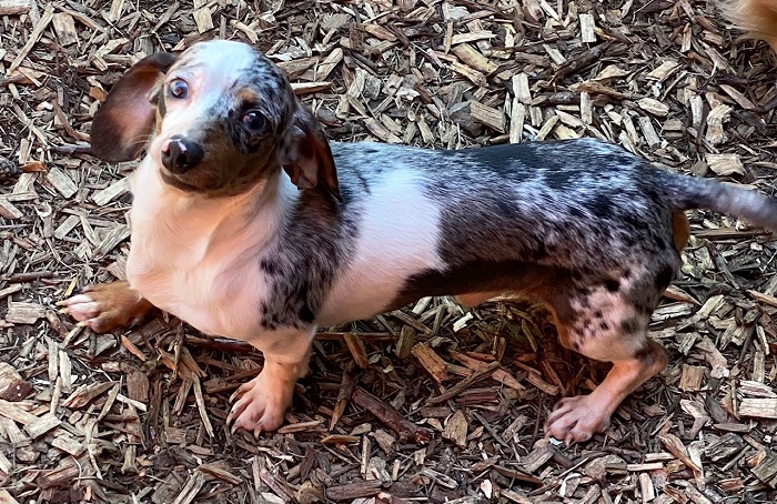 Longdox best sale miniature dachshunds