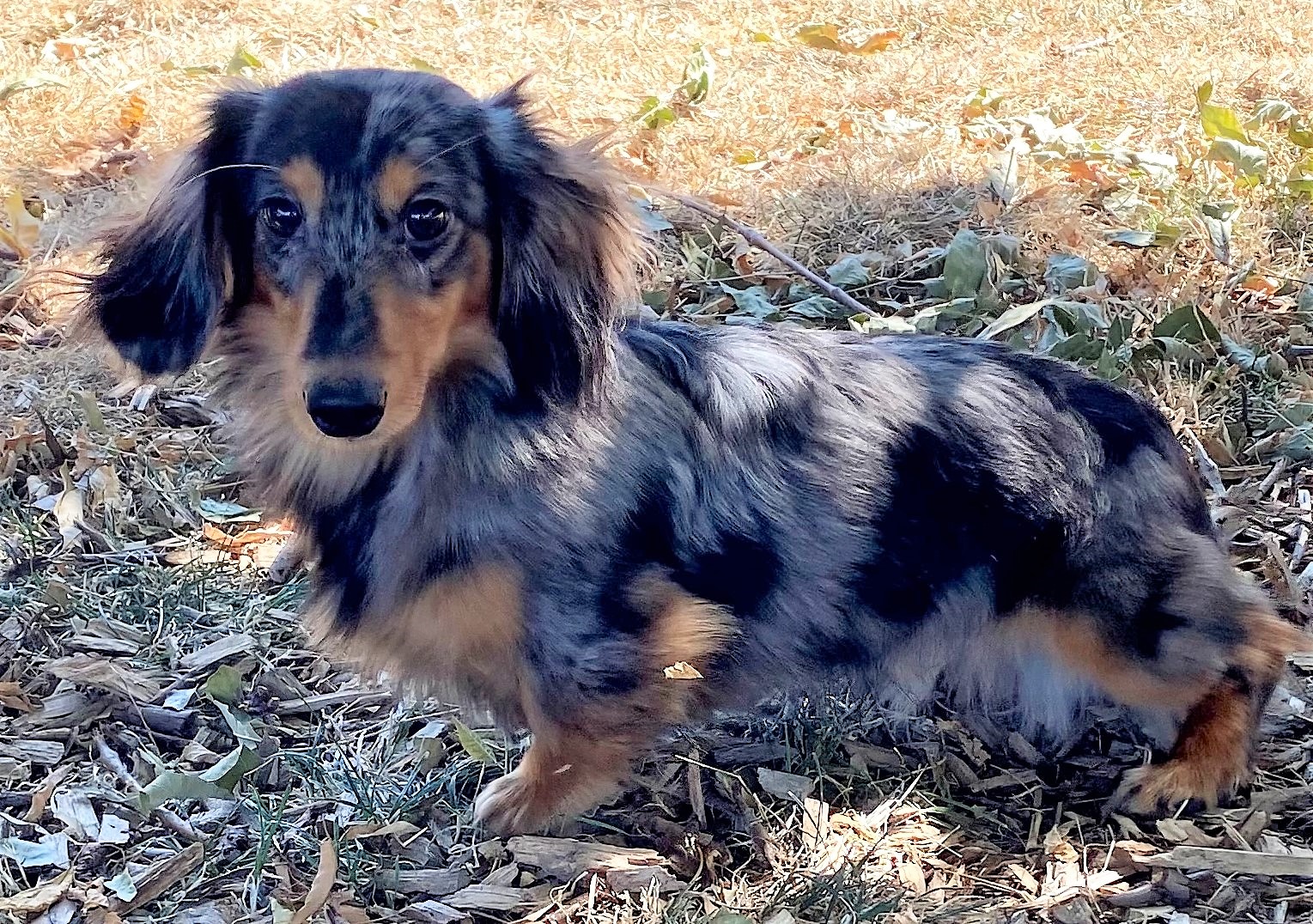 brindle long haired mini dachshund