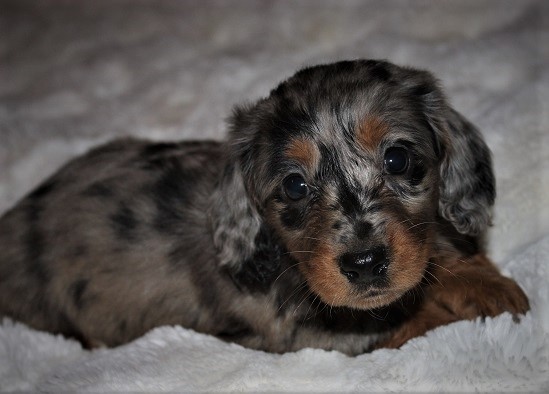 Miniature long fashion haired dapple dachshund puppies for