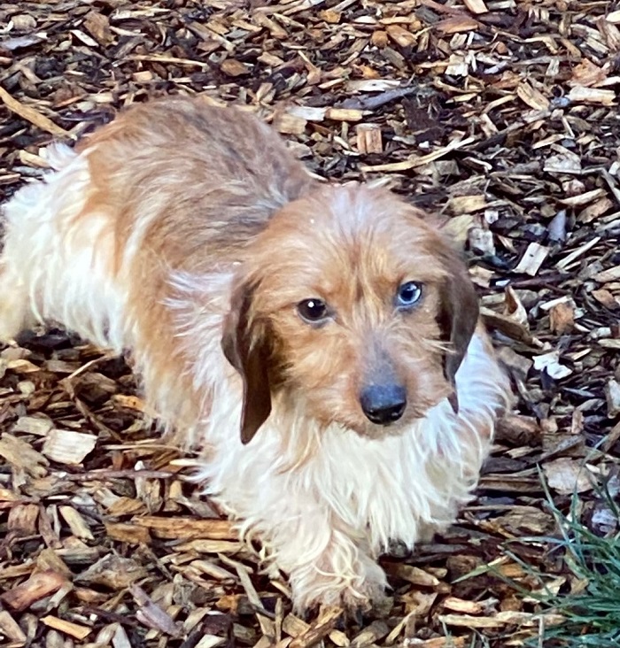 Silky wire haired dachshund for outlet sale