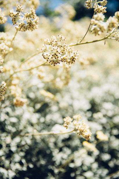 Nature Photography captured by Chris Gonzales, Los Angeles based Photographer. 