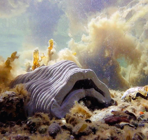Rest Reef Resting Reef